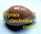 Cypraea      clandestina               rostrée